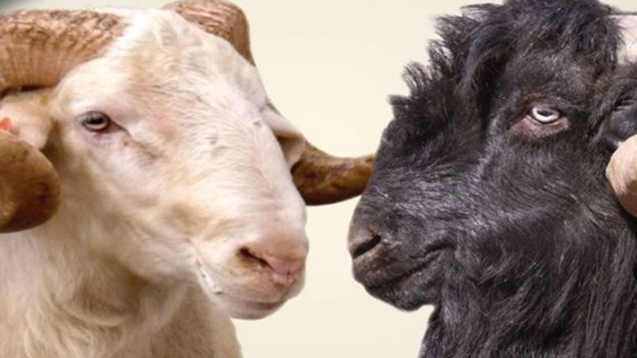 2022 Yılı Anaç Koyun ve Keçi Desteklemesi İcmal-1 Listesi Askıya Çıktı
