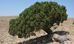 Hırka Dağı’ndaki Kutsal Ardıç Ağacı Anıt Ağaç Statüsüne Kavuşuyor