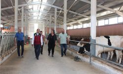 TKDK Destekli 49 Başlık Süt Çiftliği Hacıbektaş’ta Örnek Gösterildi