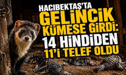 Hacıbektaş'ta Gelincik Kümese Girdi: 14 Hindiden 11'i Telef Oldu