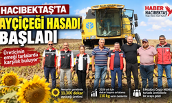 Hacıbektaş’ta Ayçiçeği Hasadı Sürüyor