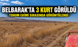 Hacıbektaş Belbarak’ta 3 Kurt Görüldü