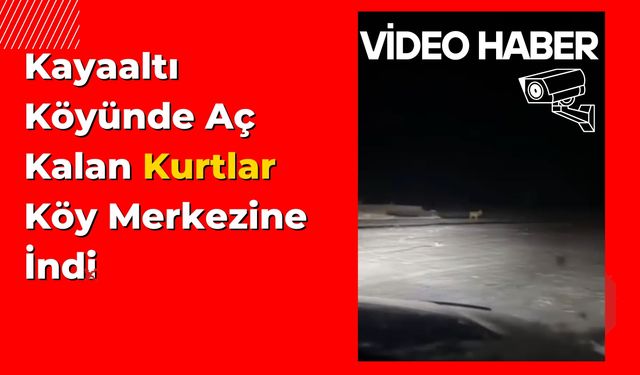 Kayaaltı Köyünde Aç Kalan Kurtlar Köy Merkezine İndi