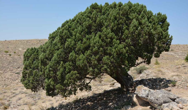 Hırka Dağı’ndaki Kutsal Ardıç Ağacı Anıt Ağaç Statüsüne Kavuşuyor