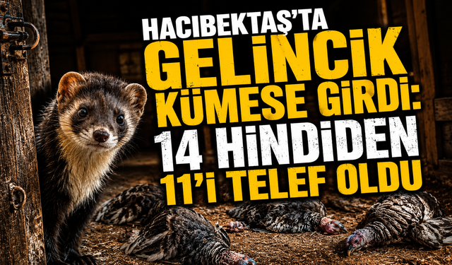 Hacıbektaş'ta Gelincik Kümese Girdi: 14 Hindiden 11'i Telef Oldu
