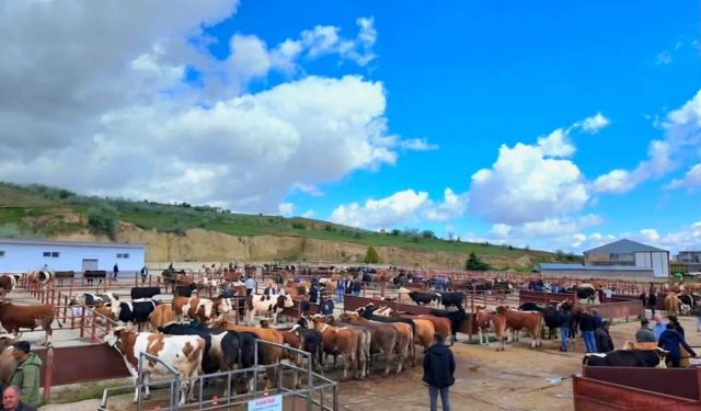 Nevşehir Hayvan Pazarı Şap Hastalığı Nedeniyle Geçici Olarak Kapatıldı