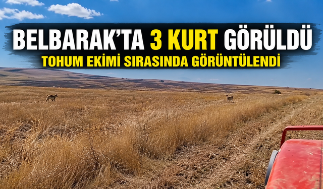 Hacıbektaş Belbarak’ta 3 Kurt Görüldü