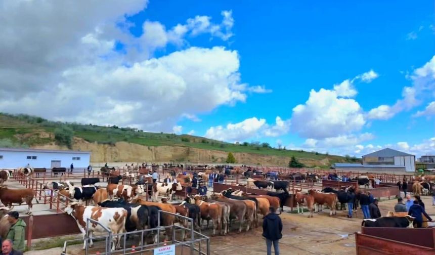 Nevşehir Hayvan Pazarı Şap Hastalığı Nedeniyle Geçici Olarak Kapatıldı