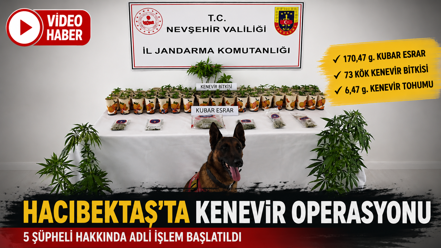 Hacıbektaş'ta Kenevir Operasyonu: 5 Şüpheli Hakkında İşlem Başlatıldı