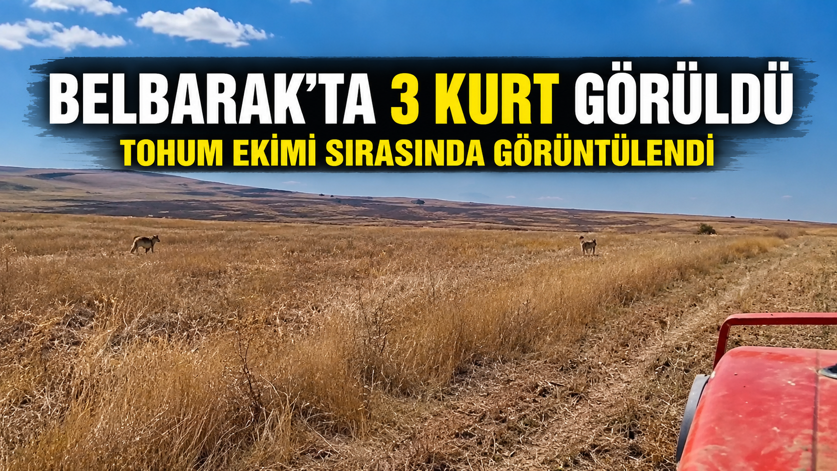 Hacıbektaş Belbarak’ta 3 Kurt Görüldü